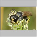 Ectemnius lapidarius - Grabwespe w08a 10mm - Teverener Heide det.jpg